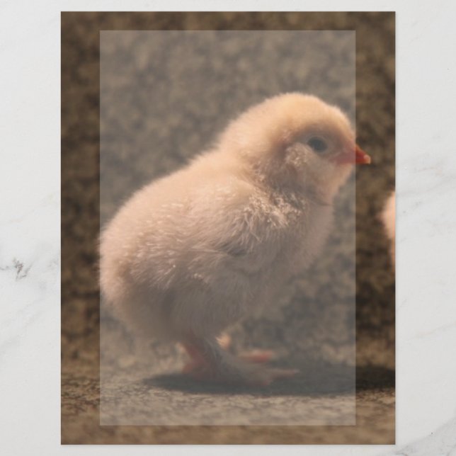 Adorable Baby Chick Stationery (Front)
