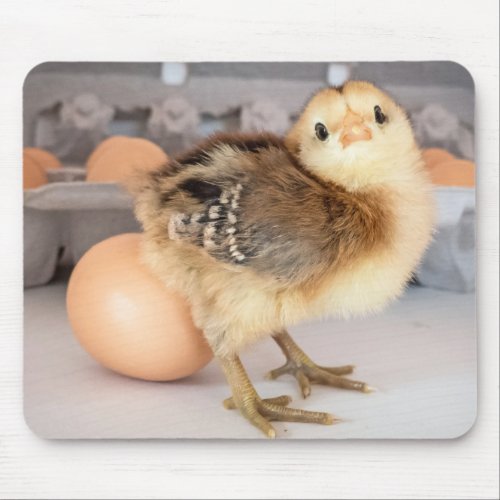 Adorable Baby Chicken and Fresh Egg Carton Mouse Pad