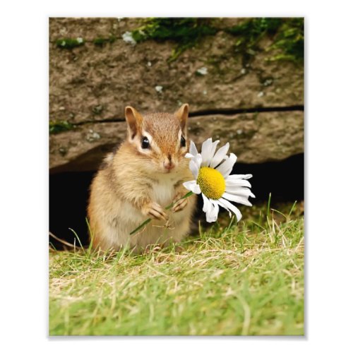 Adorable Baby Chipmunk with Daisy Photo Print
