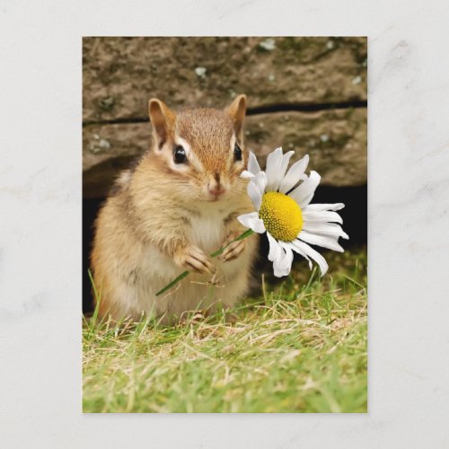 Adorable Baby Chipmunk with Daisy Postcard