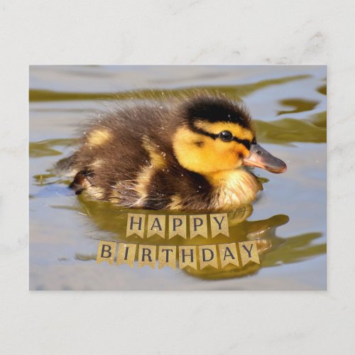 Adorable Baby Duckling in the Pond Happy Birthday  Postcard