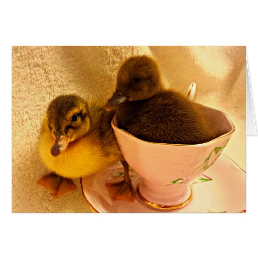 Adorable Baby Ducklings in Pink Tea Cup (Front Horizontal)