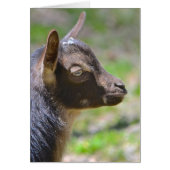 Adorable baby Goat (Front)