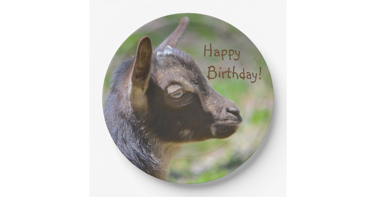 happy birthday cute goat