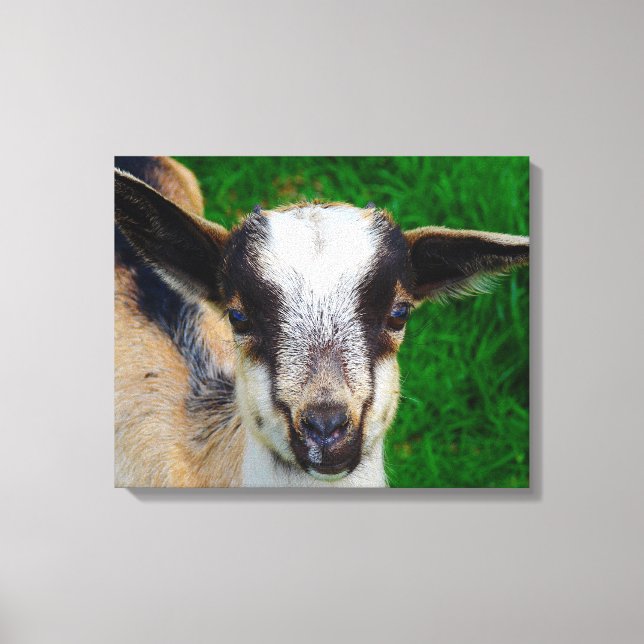 Adorable Baby Goat Canvas Print (Front)