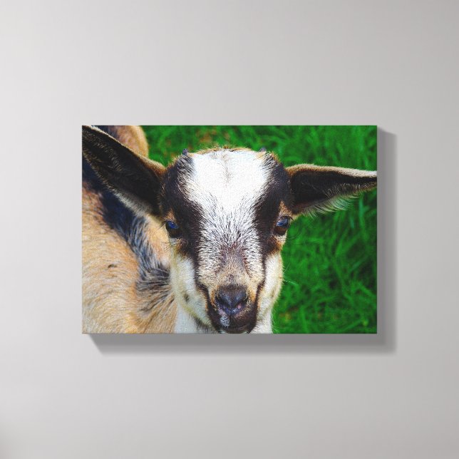 Adorable Baby Goat Canvas Print (Front)