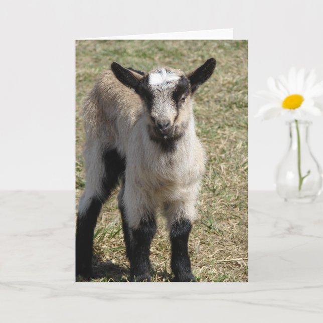 Adorable Baby Goat Card (Small Plant)