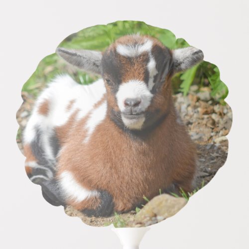 Adorable Baby Goat Kid Balloon