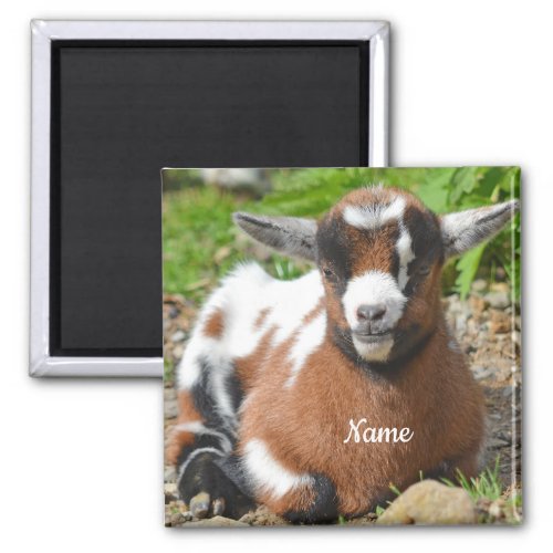 Adorable Baby Goat Kid Magnet