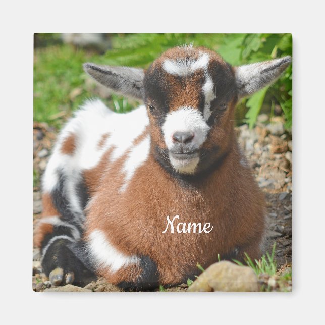 Adorable Baby Goat Kid Magnet (Front)