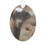 Adorable Baby Goat Ornament