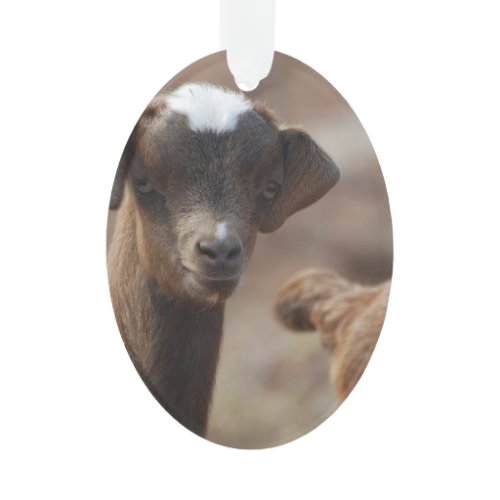 Adorable Baby Goat Ornament