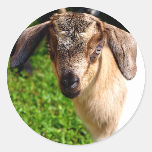 Adorable Baby Goat Sheet of Stickers (Front)