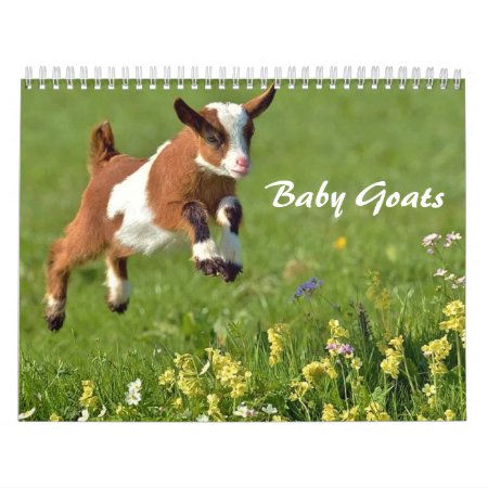 Adorable Baby Goats Calendar