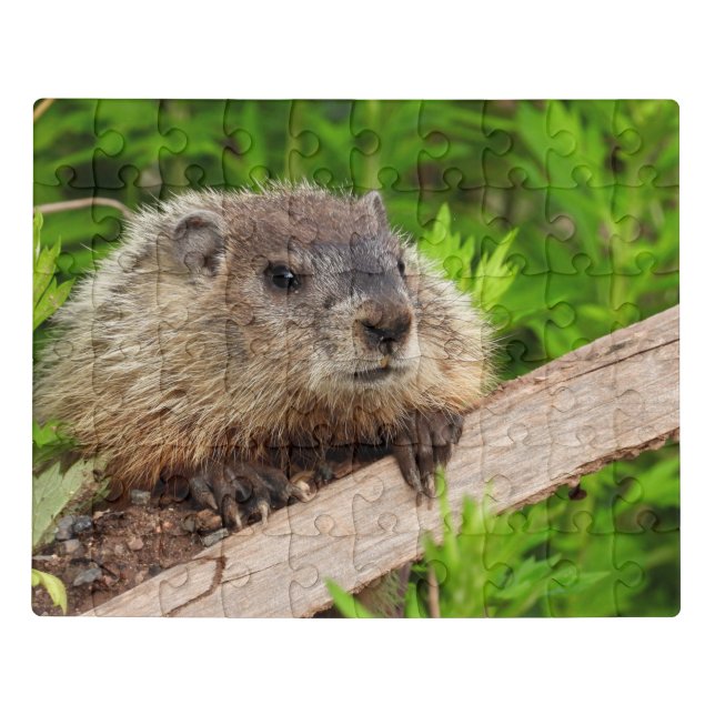 Adorable Baby Groundhog Jigsaw Puzzle (Puzzle Horizontal)
