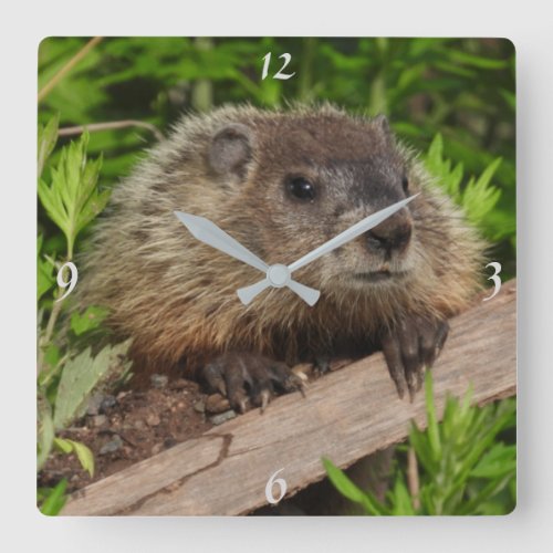 Adorable Baby Groundhog Woodchuck Square Wall Clock