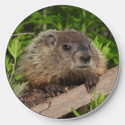 Adorable Baby Groundhog Woodchuck Wireless Charger