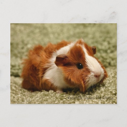 Adorable Baby Guinea Pig Postcard