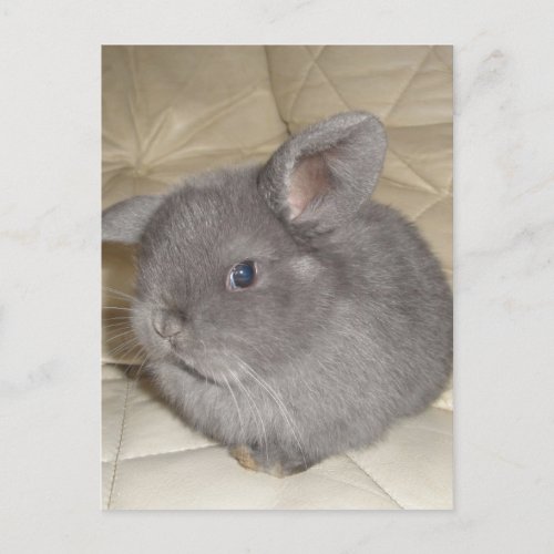 Adorable Baby Mini Lop Postcard