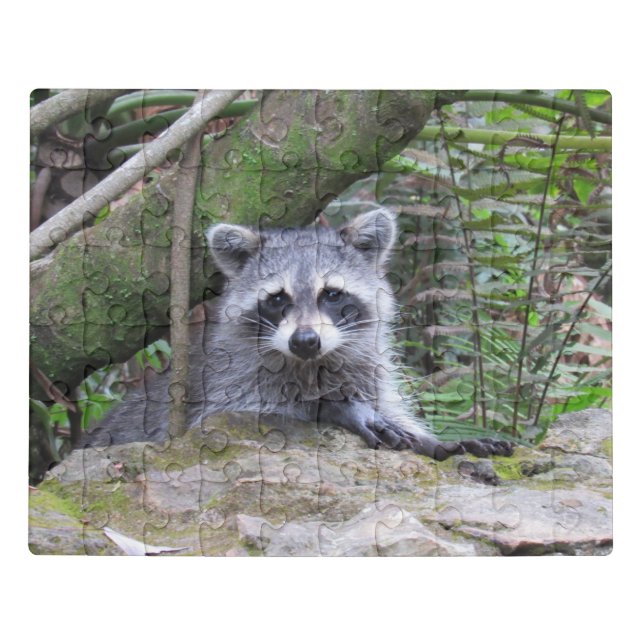 Adorable Baby Raccoon Acrylic Puzzle (Puzzle Horizontal)