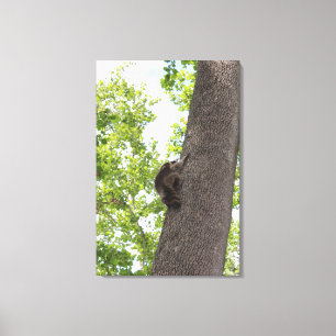 Adorable Baby Raccoon Canvas Print