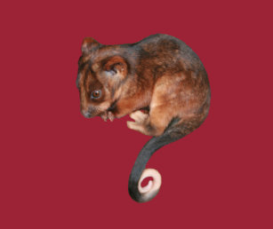 ringtail drinkware zazzle