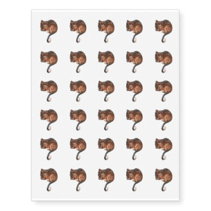 Adorable Baby Ringtail Possum in Australia Temporary Tattoos