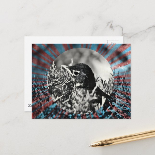 Adorable baby Robin bird in a shrub Postcard (Front/Back In Situ)