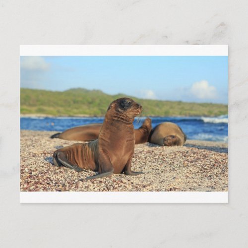 Adorable baby sea lion Galapagos Islands Postcard