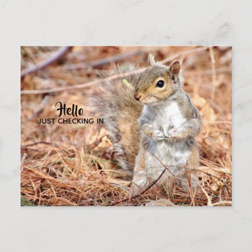 Adorable Baby Squirrel Postcard
