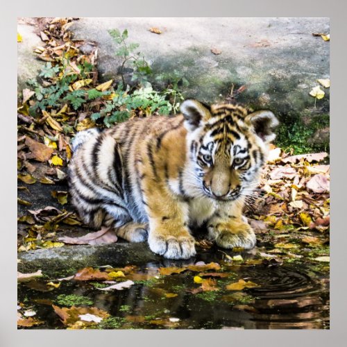 Adorable Baby Tiger Cub Poster