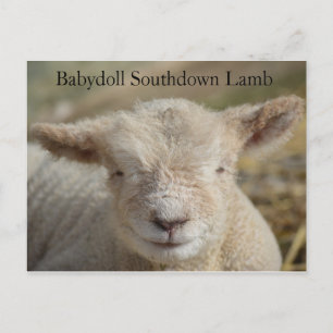 Adorable Babydoll Southdown Lamb Postcard