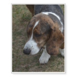 Adorable Basset Hound Temporary Tattoos