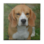 Adorable Beagle Ceramic Tile