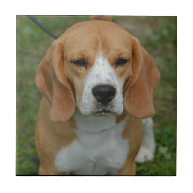 Adorable Beagle Ceramic Tile (Front)