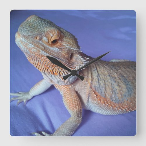 Adorable Bearded Dragon Picture Blue Square Wall Clock
