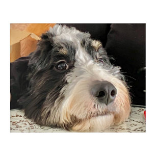 Adorable Bernedoodle Acrylic Print