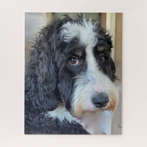 Adorable Bernedoodle Jigsaw Puzzle