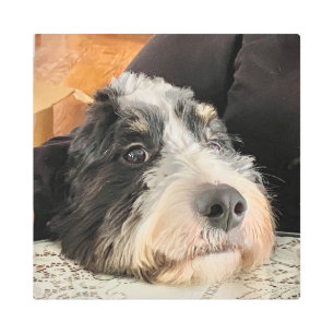 Adorable Bernedoodle Metal Print