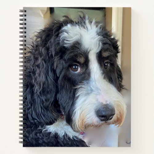 Adorable Bernedoodle Notebook