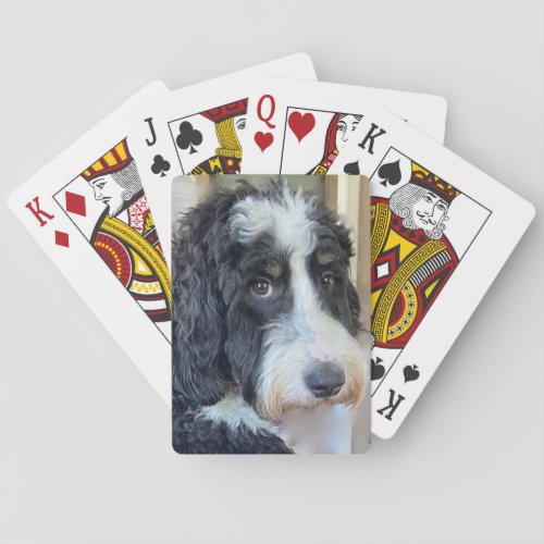 Adorable Bernedoodle Poker Cards