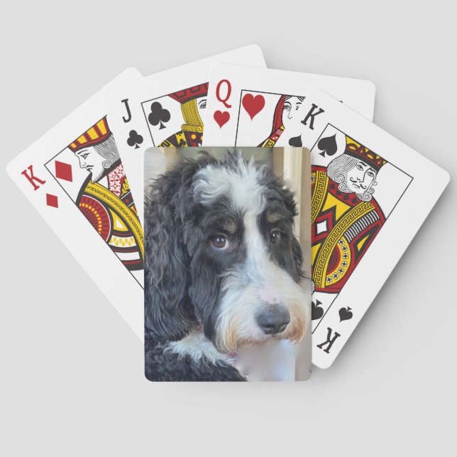 Adorable Bernedoodle Poker Cards (Back)