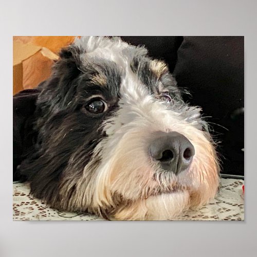 Adorable Bernedoodle Poster