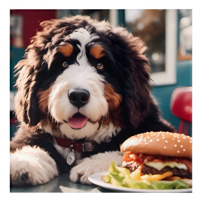 Adorable Bernerdoodle at the Diner Acrylic Print (Front)