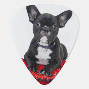 Adorable Black and White Bulldog Puppy Photo Guitar Pick