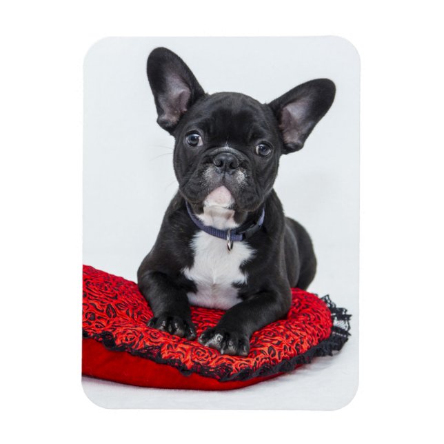 Adorable Black and White Bulldog Puppy Photo Magnet (Vertical)