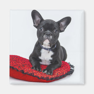 Adorable Black and White Bulldog Puppy Photo Magnet