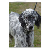 Adorable Black and White English Setter (Front)