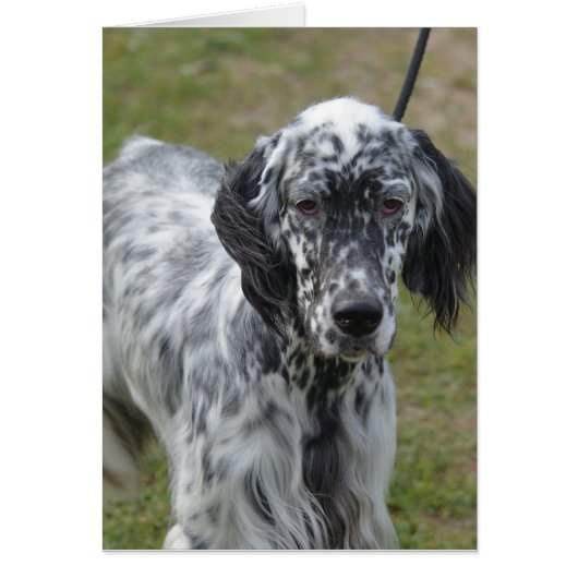 Adorable Black and White English Setter (Front)