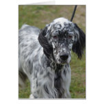 Adorable Black and White English Setter Cards